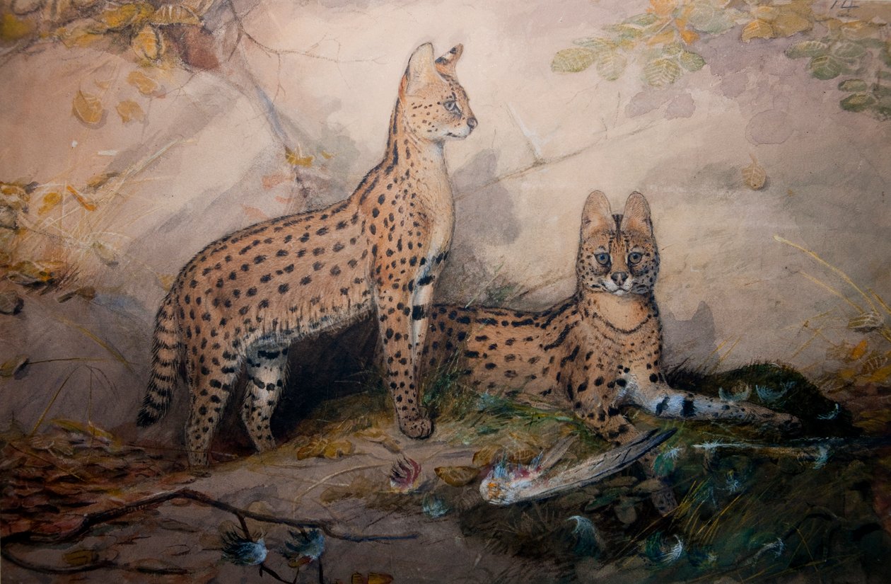 Serval, 1851-1869 af Joseph Wolf