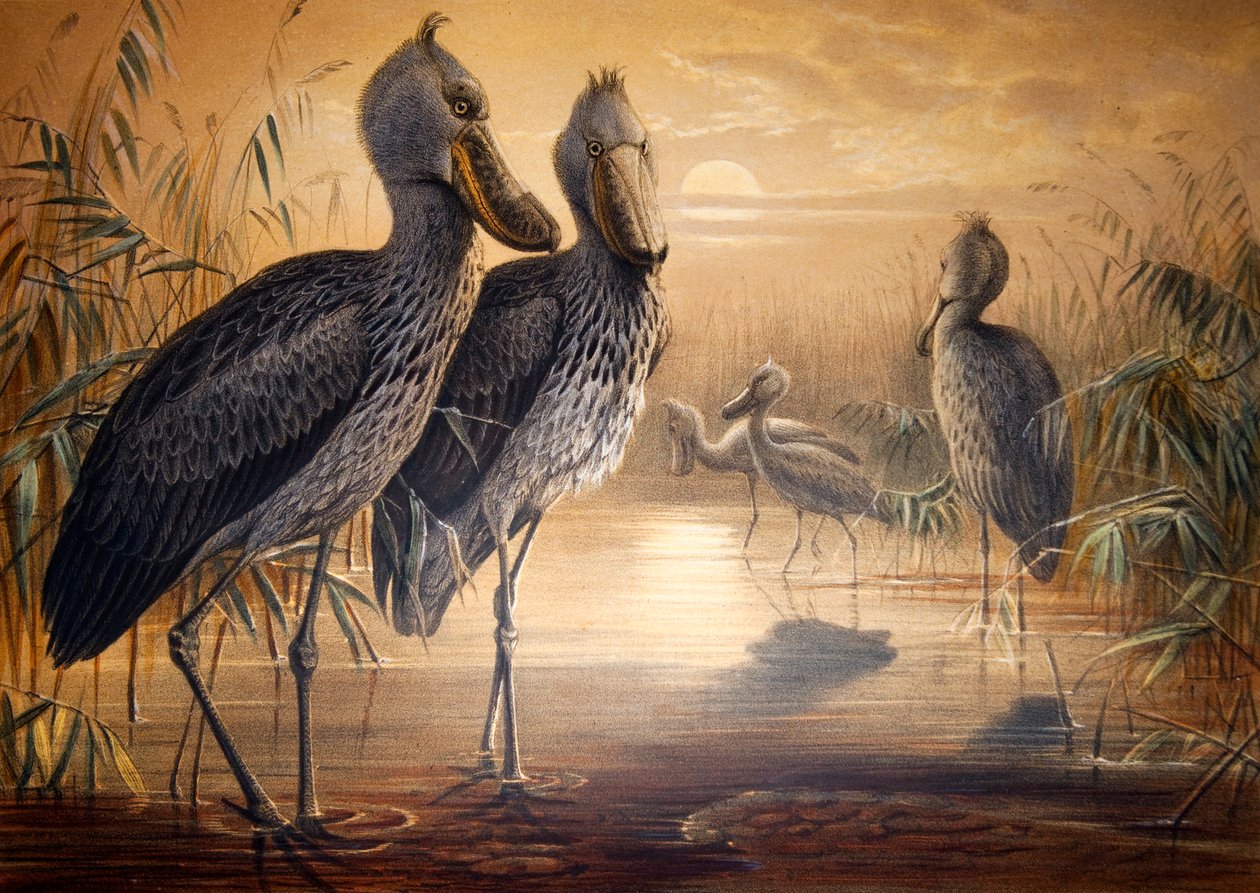 Shoebill stork, 1861 af Joseph Wolf