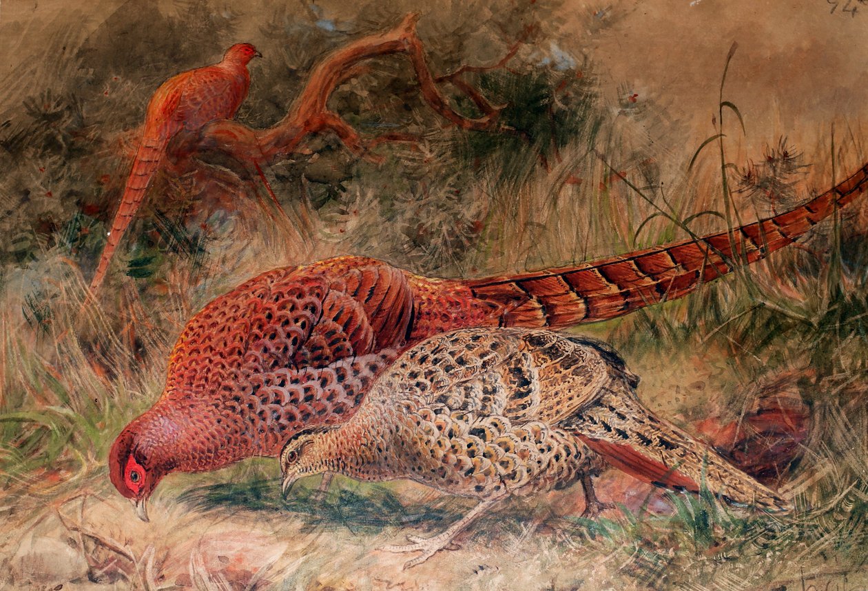 Soemmerrings fasan (Phasianus soemmerringi), 1852-54 af Joseph Wolf