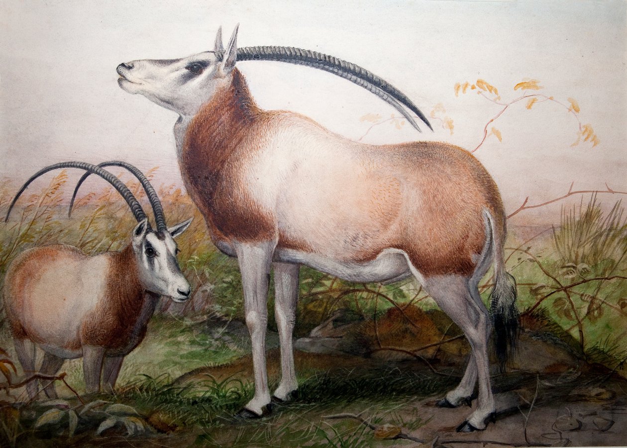 Leucoryx-antilopen, Oryx Leucoryx, ca. 1850 af Joseph Wolf