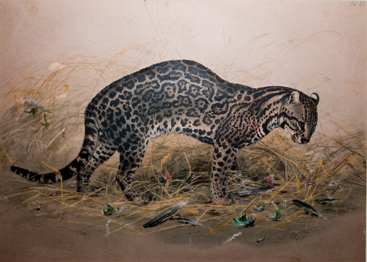 Den malede Ocelot (Felis picta), ca. 1850 af Joseph Wolf