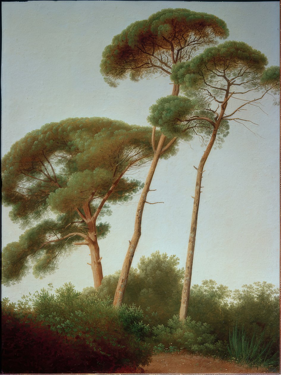 fyrretræer af Joseph August Knip