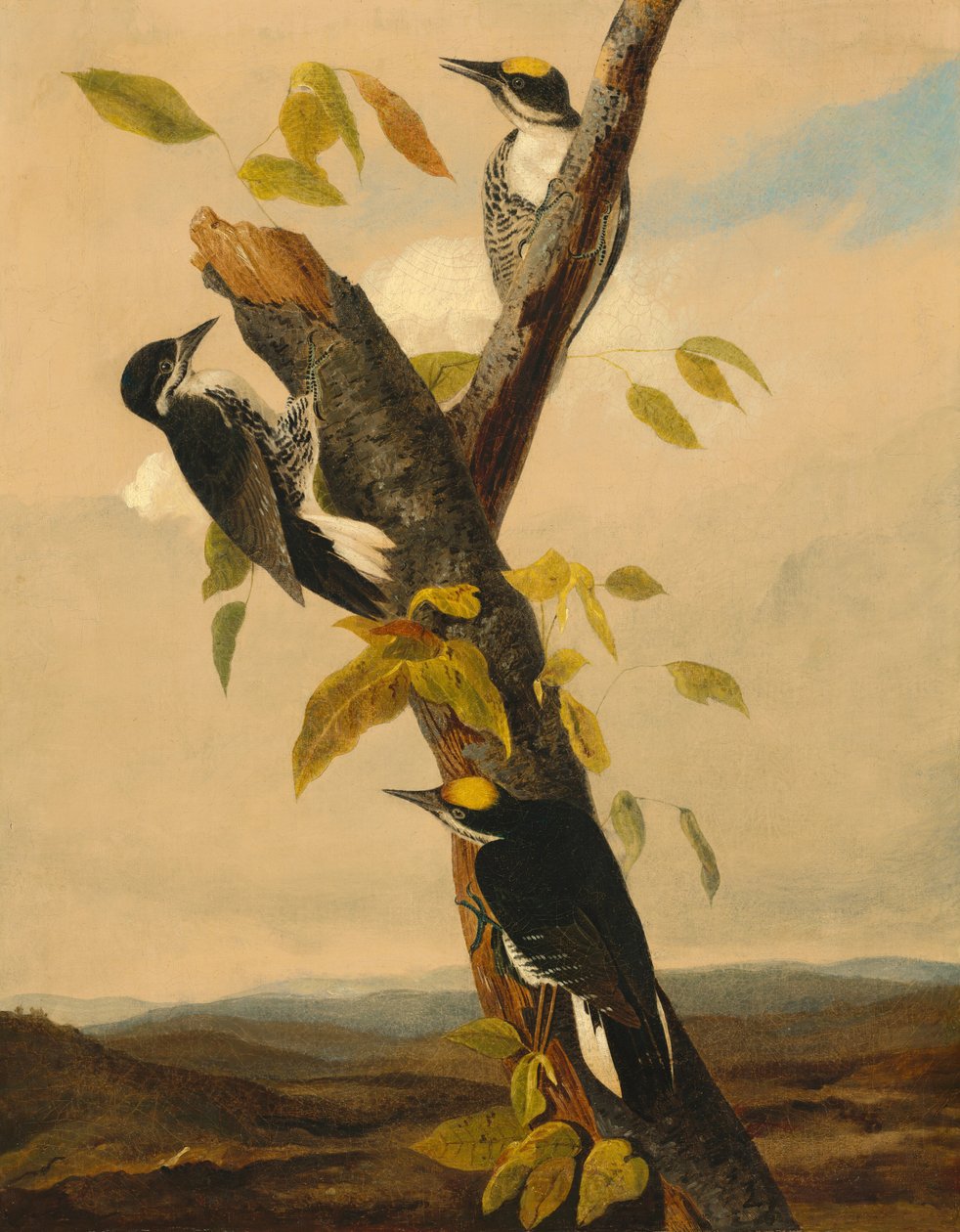 Sortrygget tretået spætte, 18311833. af Joseph Bartholomew Kidd