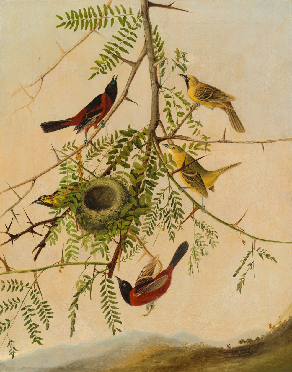 Orchard Oriole, 18301832. af Joseph Bartholomew Kidd