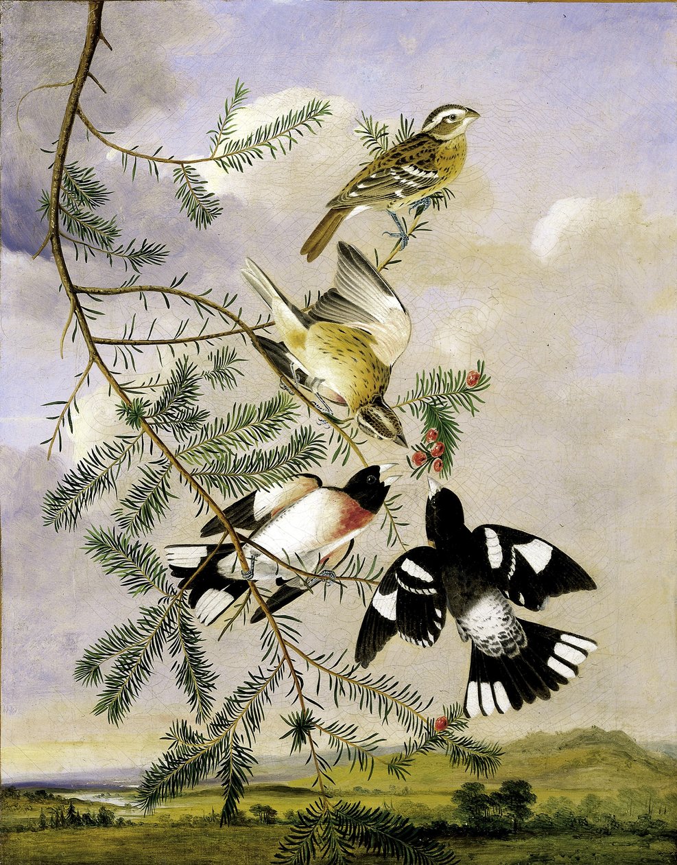 Rosenbrystet kernebider af Joseph Bartholomew Kidd
