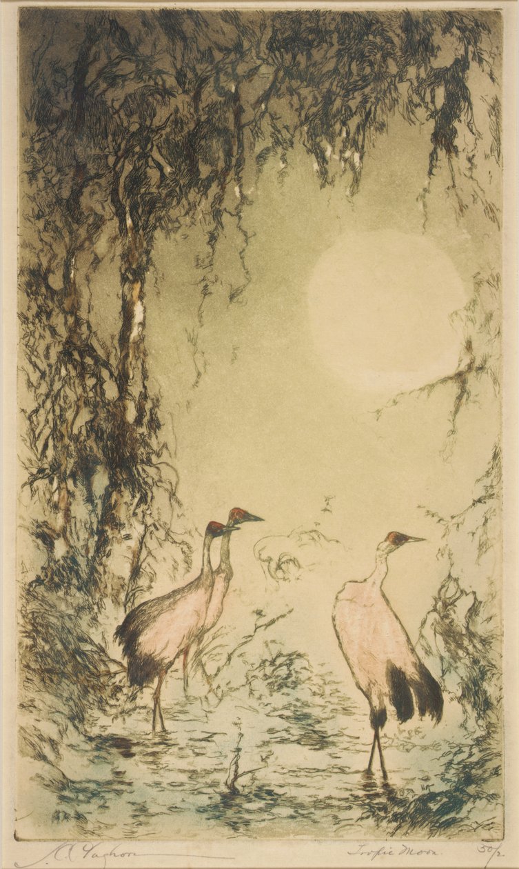 Tropisk måne af Joseph C. Claghorn