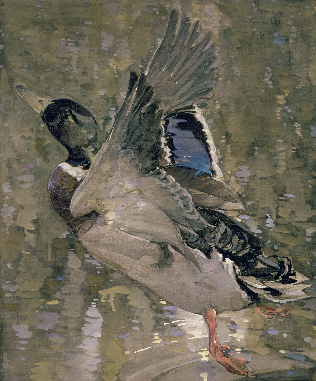 Mallard Rising (wc på papir) af Joseph Crawhall