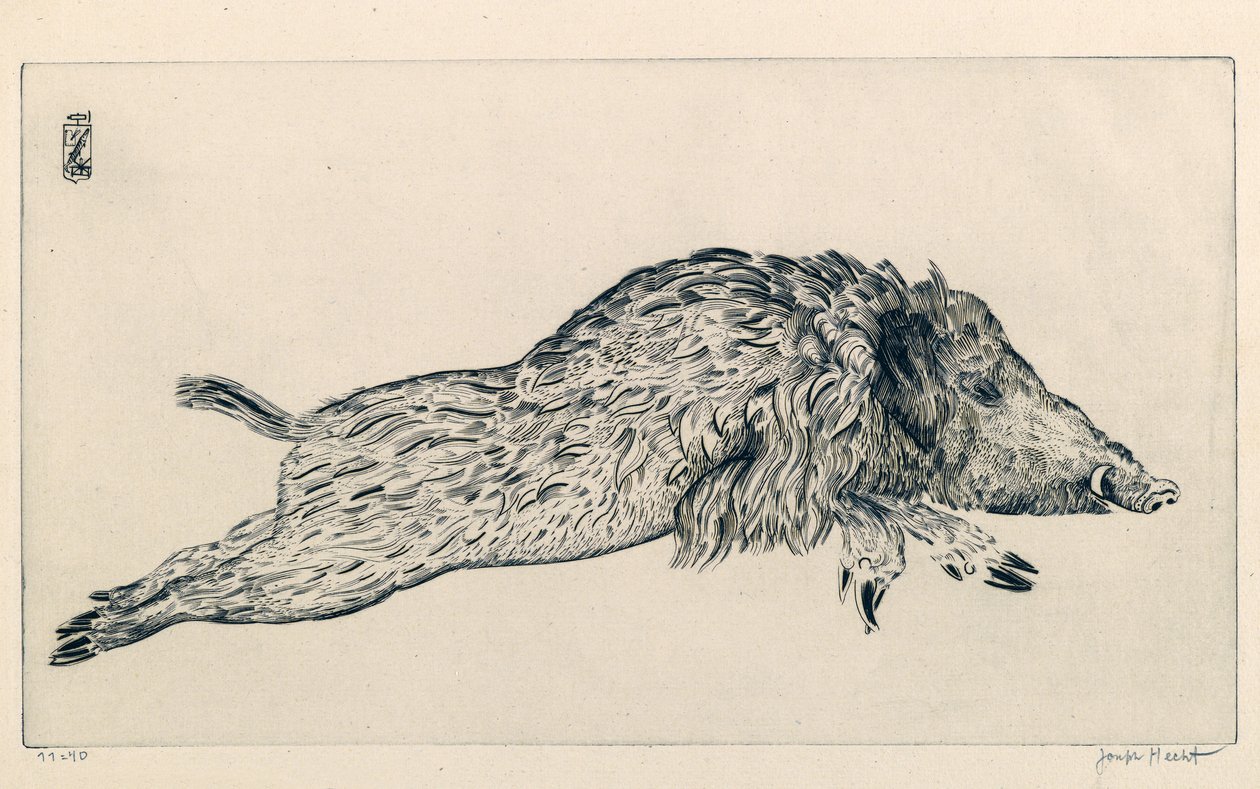 Vildsvin (Le Sanglier) (gravering) af Joseph Hecht