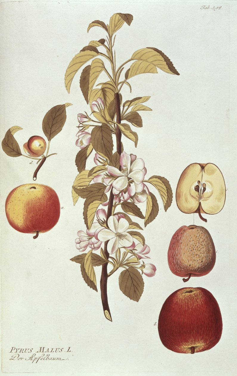 Pyrus Malus af Joseph Jacob Plenck