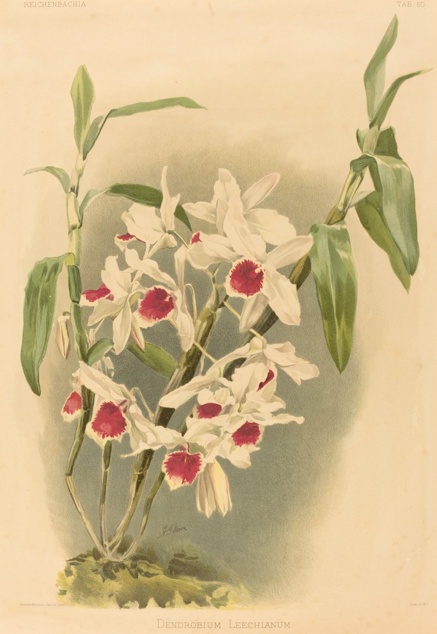 Dendrobium Leechianum af Joseph Mansell after Henry George Moon