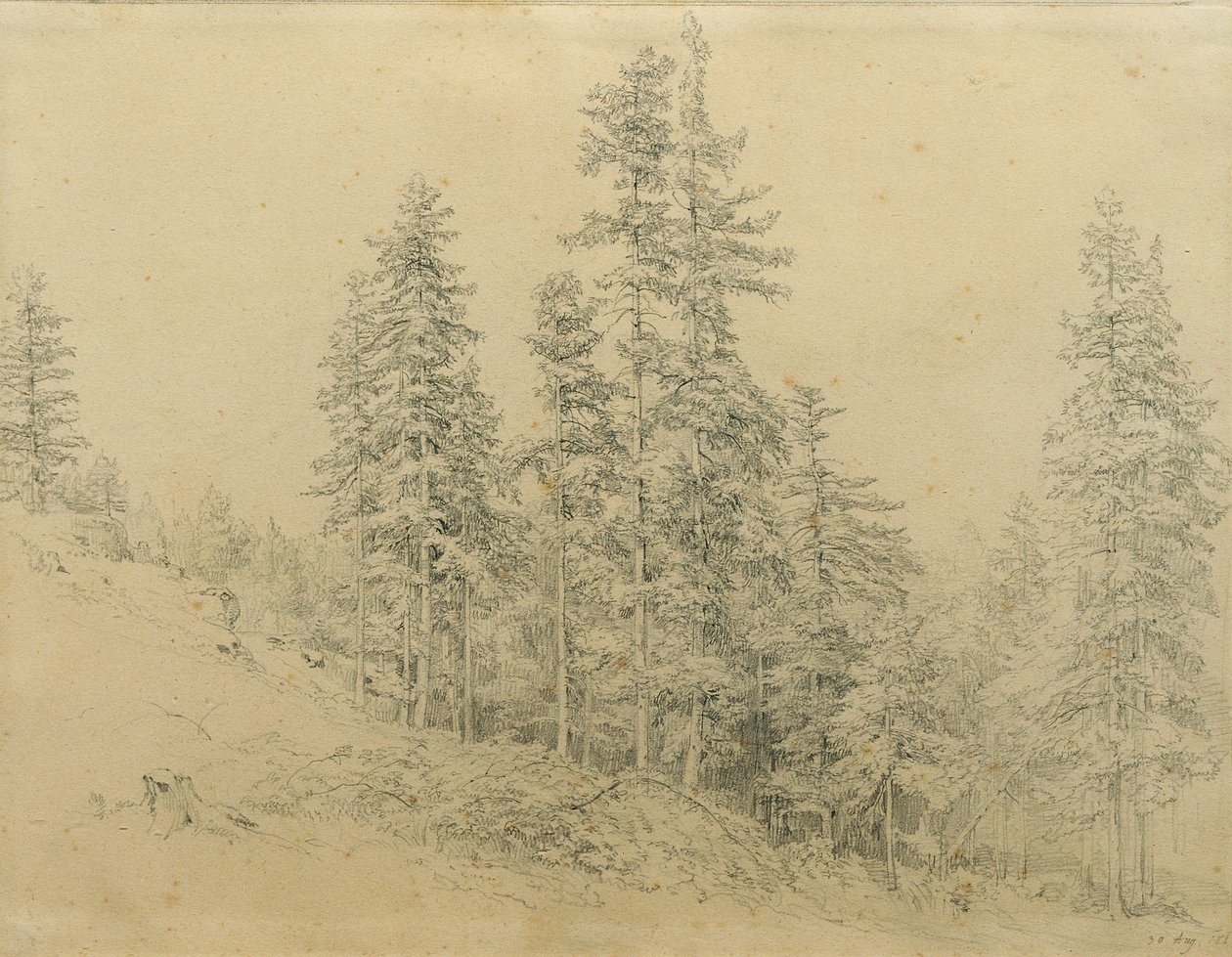 Ædle tand af Joseph Martin Höger