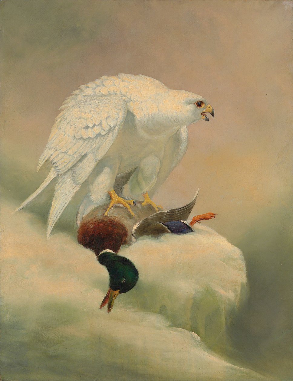 Gyrfalcon og gråand af Joseph Wolf