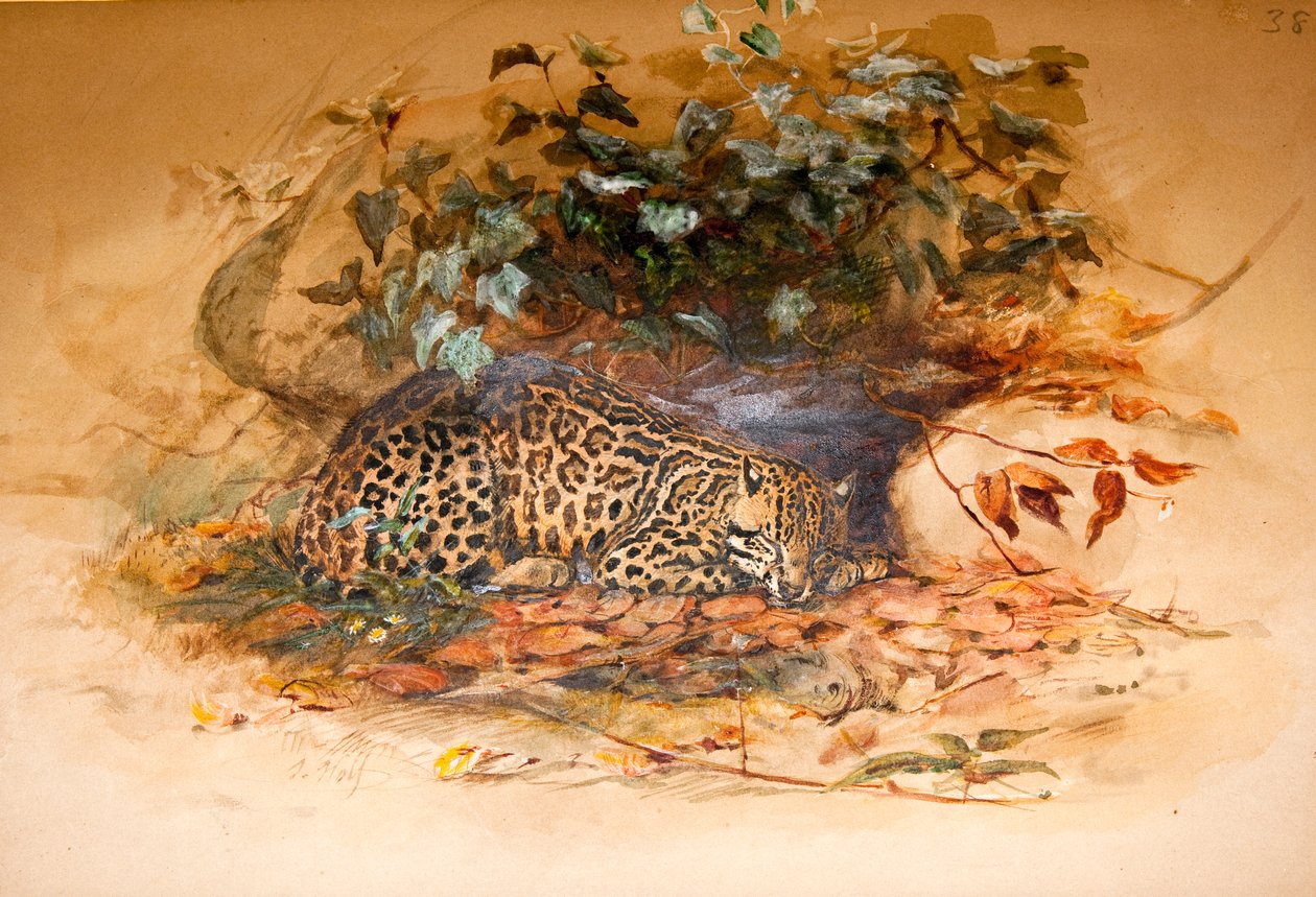 Ocelot af Joseph Wolf