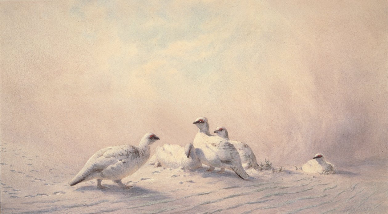 Rype, vinter, 1873 (wc) af Joseph Wolf