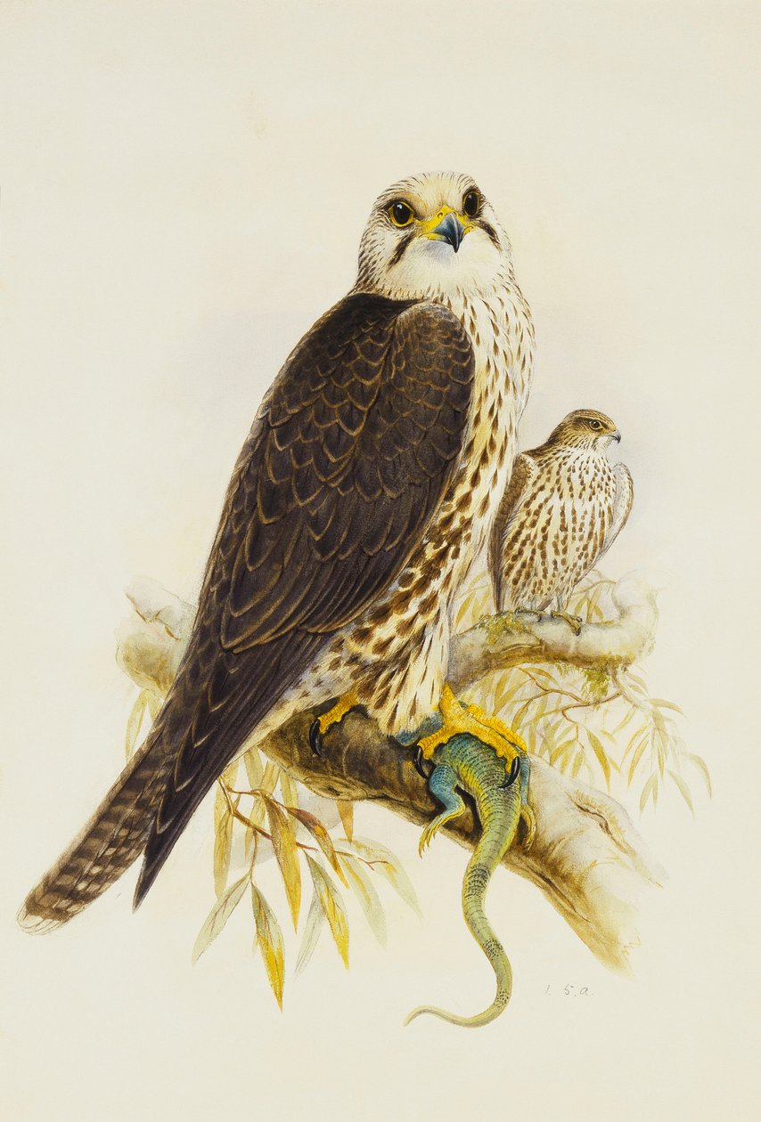 Saker Falcon, af Joseph Wolf