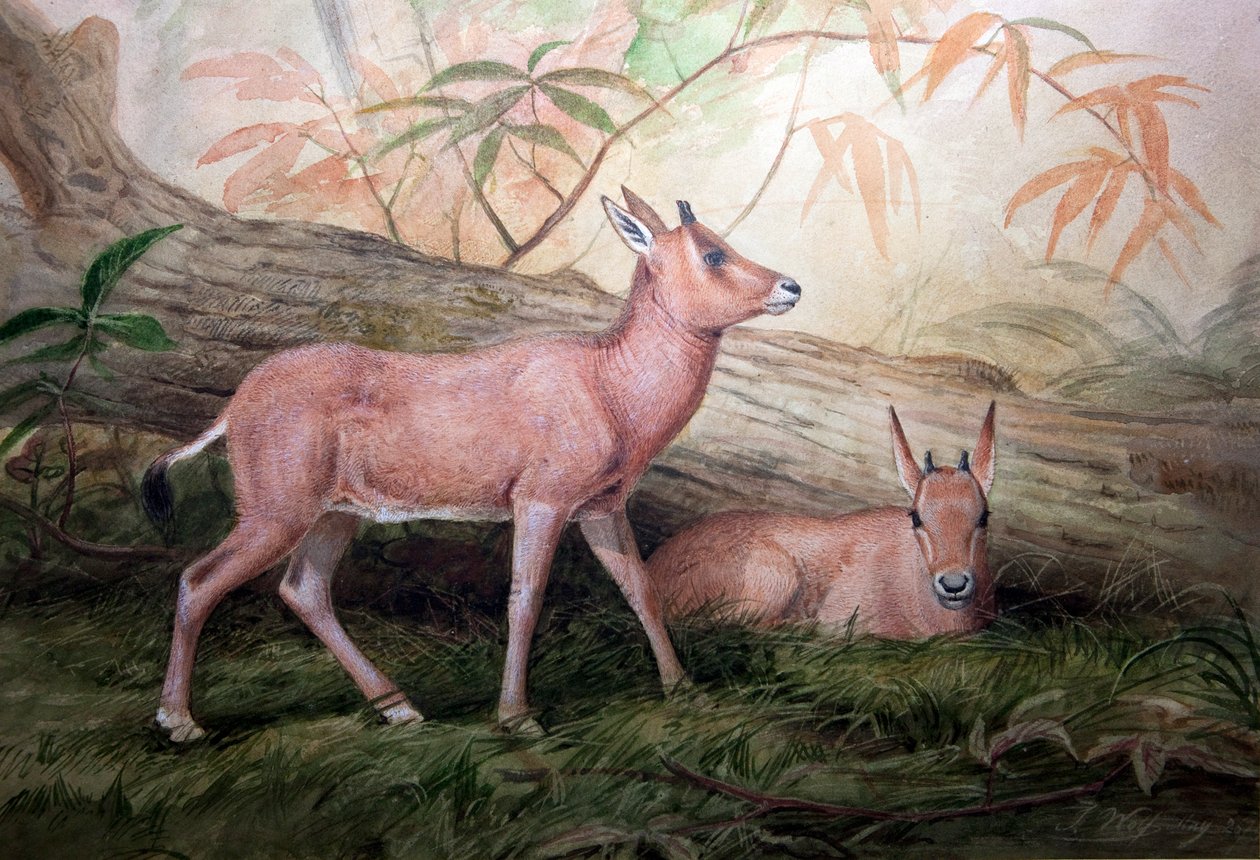 Scimitar Horned Oryx kalve, c.1850 af Joseph Wolf