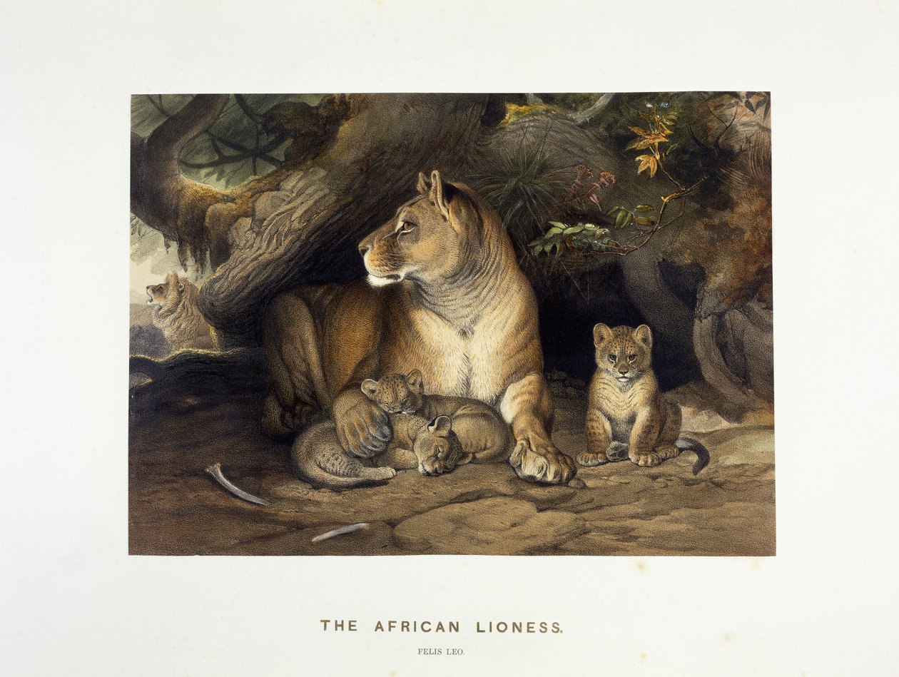 Den afrikanske løvinde, ca. 1880-1883 af Joseph Wolf