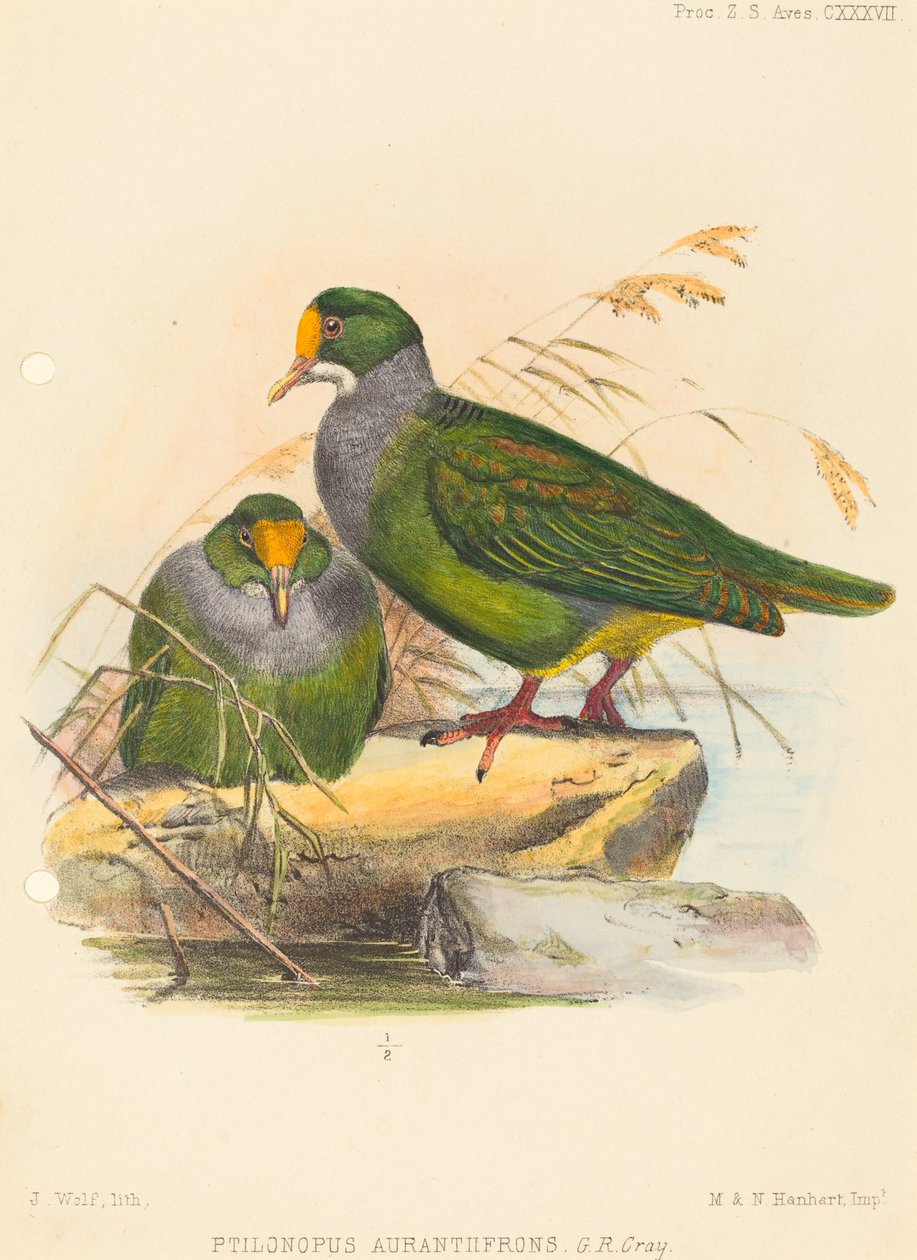 To fugle (Ptilonopus Auranthfrons) af Joseph Wolf