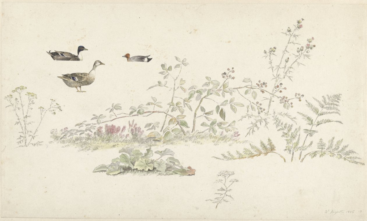Studieark med planter og vandfugle af Josephus Augustus Knip