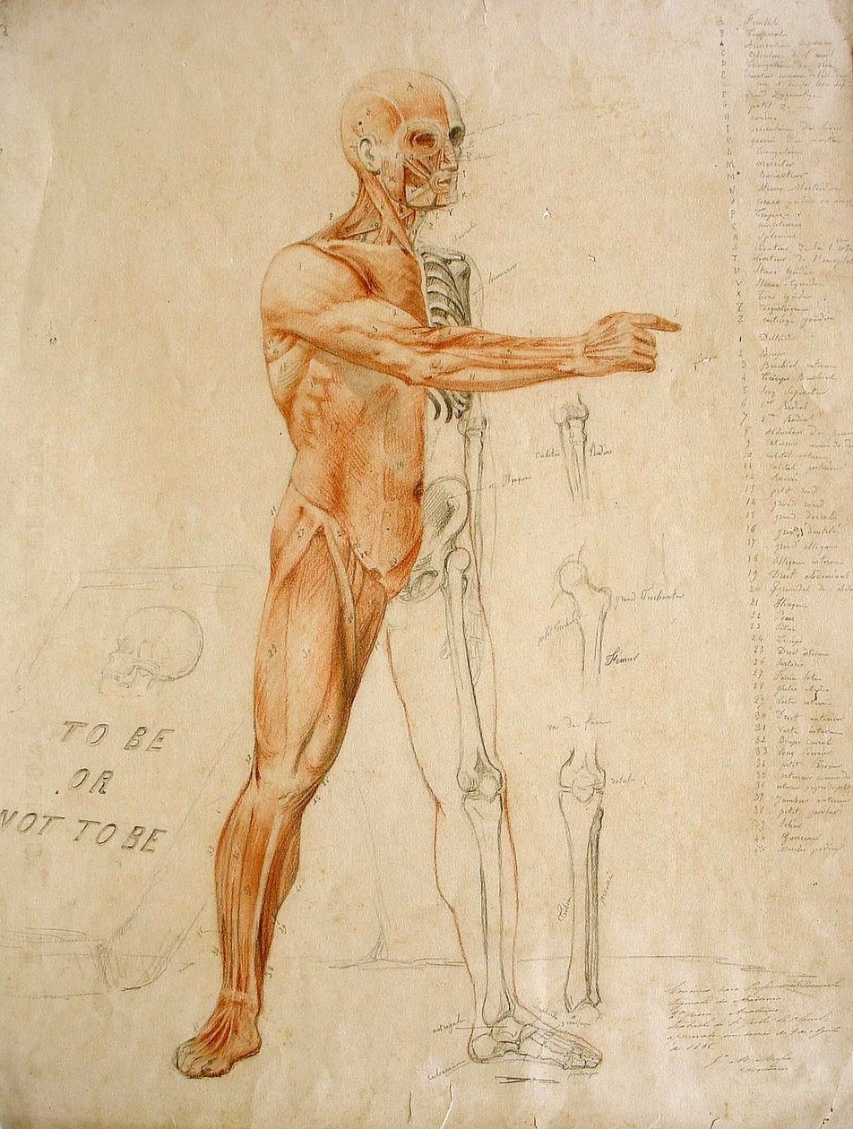 anatomisk tegning af Jules Le Chevrel