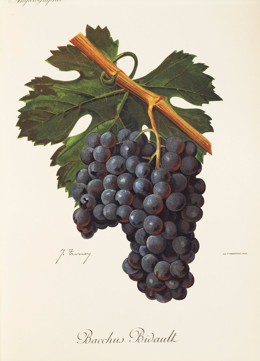 Bacchus Bidault drue af J. Troncy af Jules Troncy