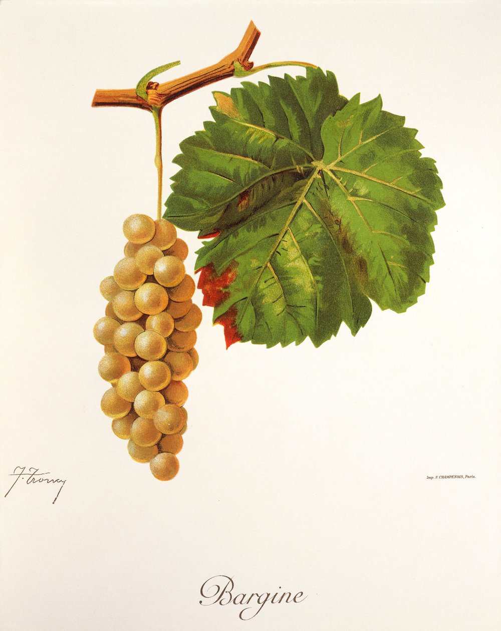 Bargine drue af J. Troncy af Jules Troncy
