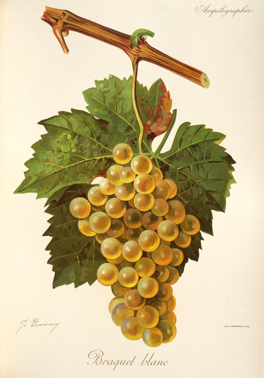 Braquet Blanc-drue af J. Troncy af Jules Troncy