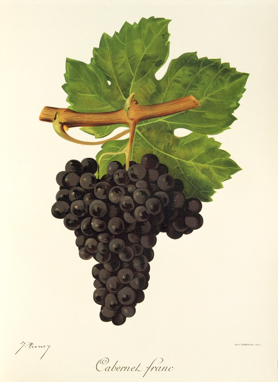 Cabernet Franc drue af J. Troncy af Jules Troncy
