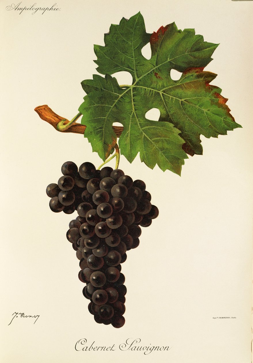 Cabernet Sauvignon drue af J. Troncy af Jules Troncy
