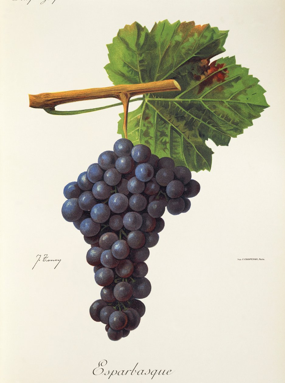 Esparbasque drue af J. Troncy af Jules Troncy