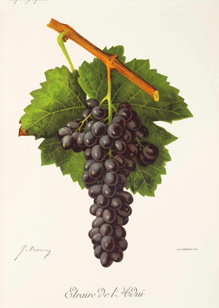 Etraire del