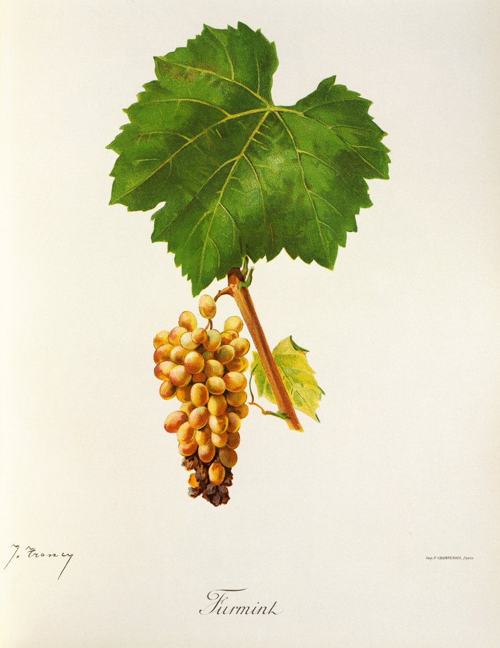 Furmint drue af J. Trncy af Jules Troncy
