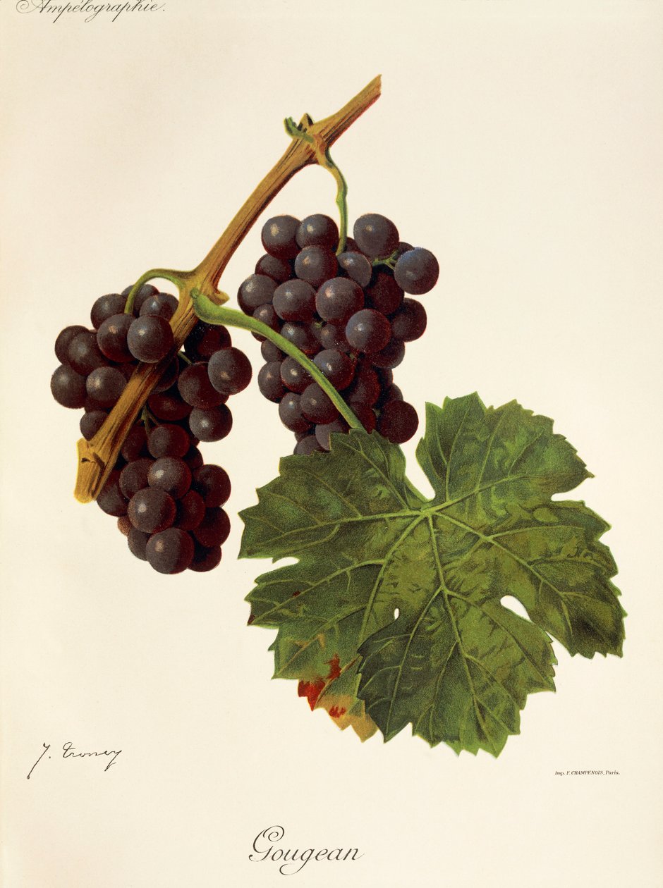 Gougean drue af J. Troncy af Jules Troncy