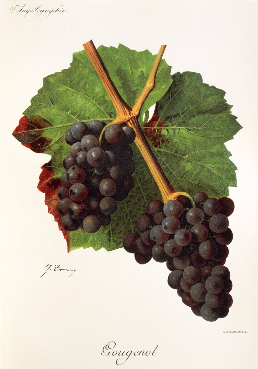 Gougenot drue af J. Troncy af Jules Troncy