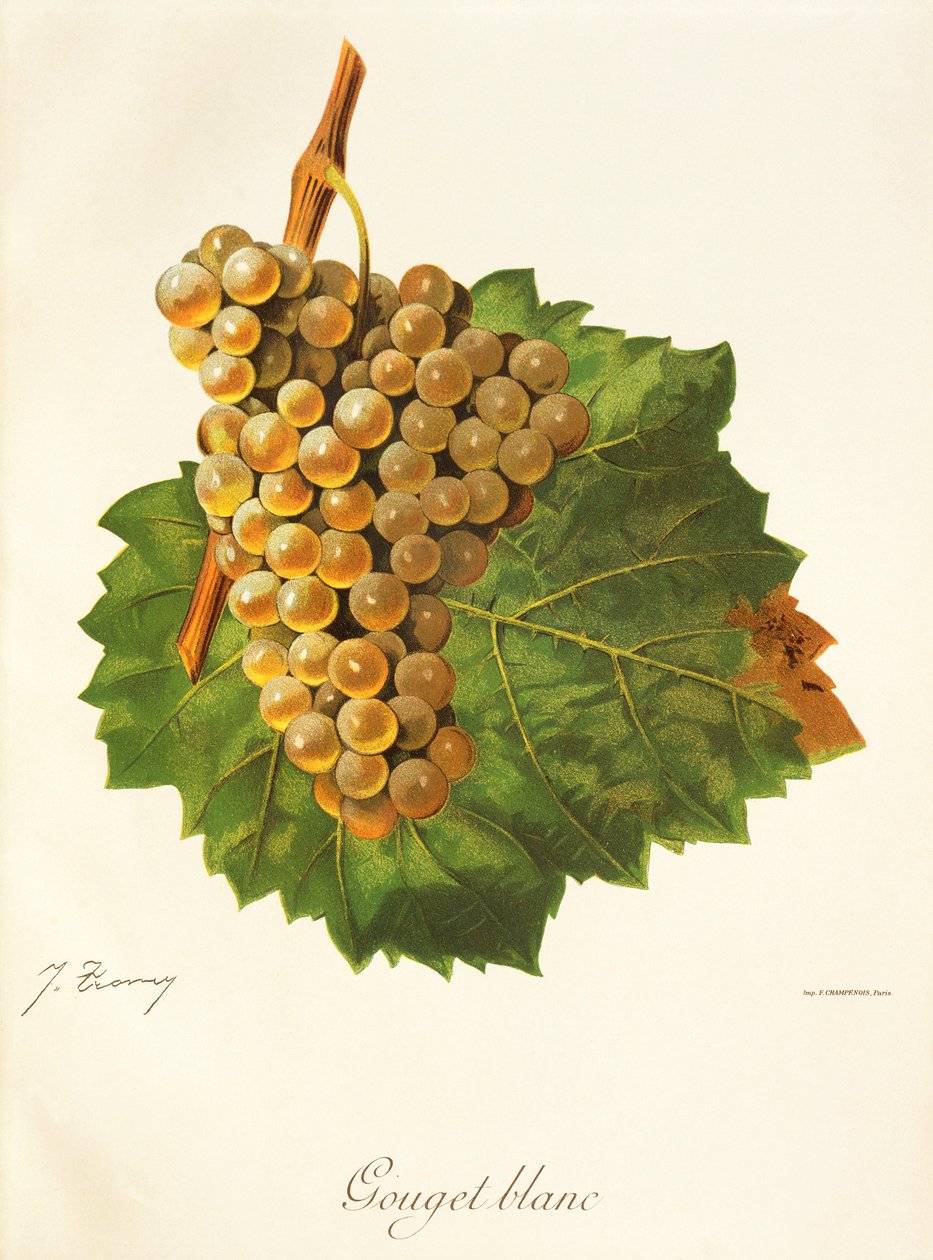 Gouget Blanc drue af J. Troncy af Jules Troncy