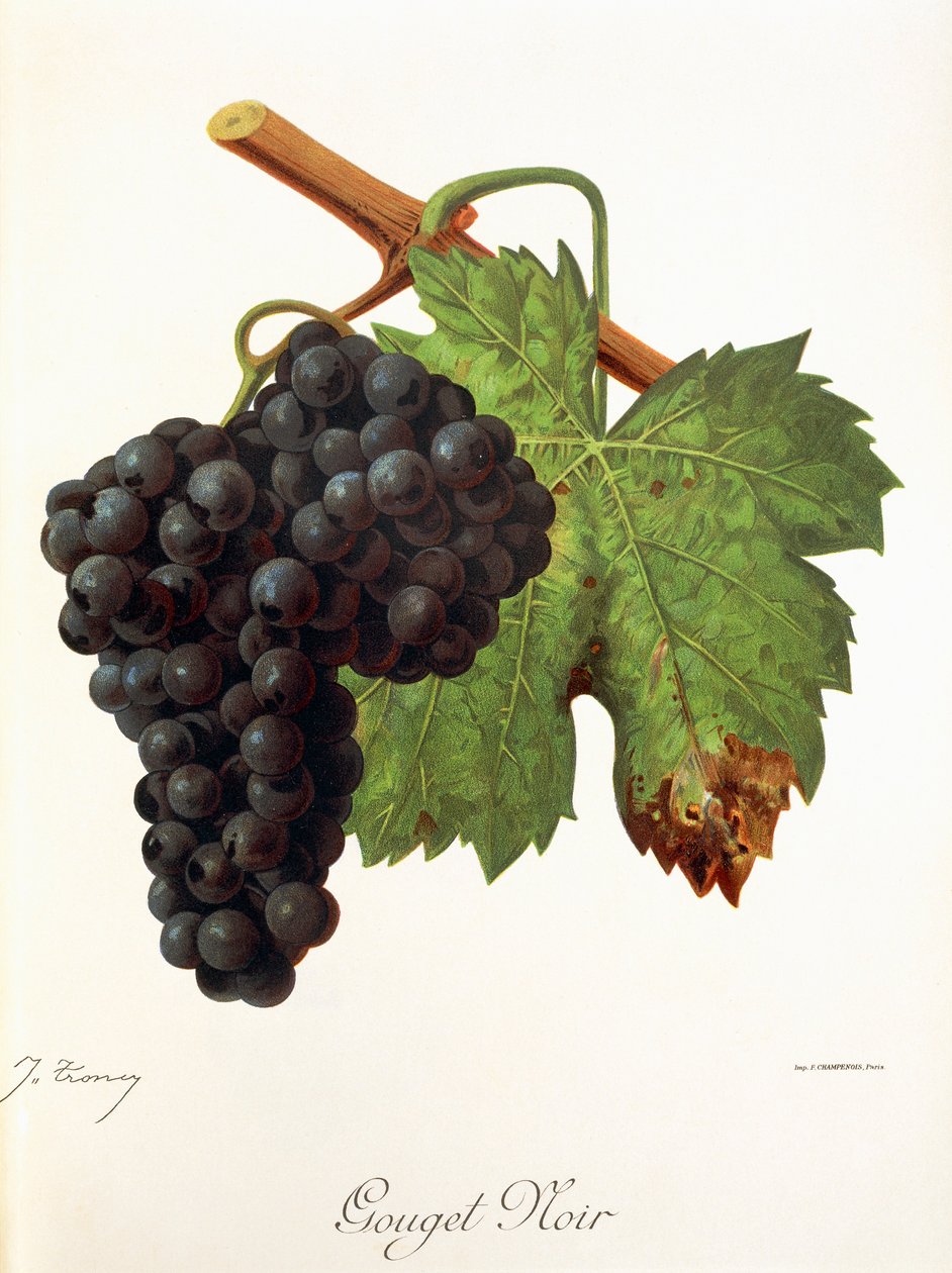 Gouget Noir drue af J. Troncy af Jules Troncy
