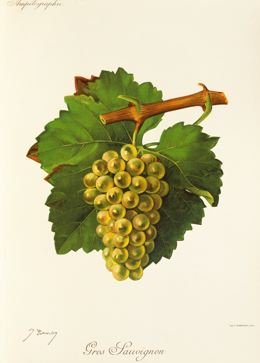 Gros Sauvignon drue af J. Troncy af Jules Troncy