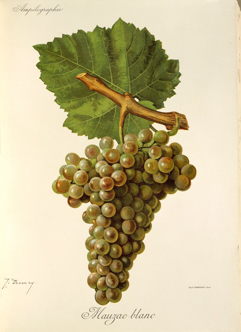 Mauzac Blanc drue af J. Troncy af Jules Troncy