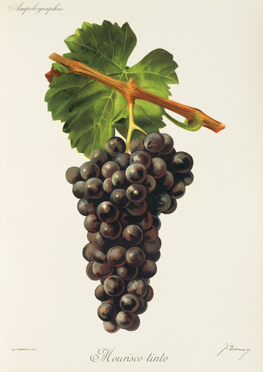 Mourisco Tinto drue af J. Troncy af Jules Troncy