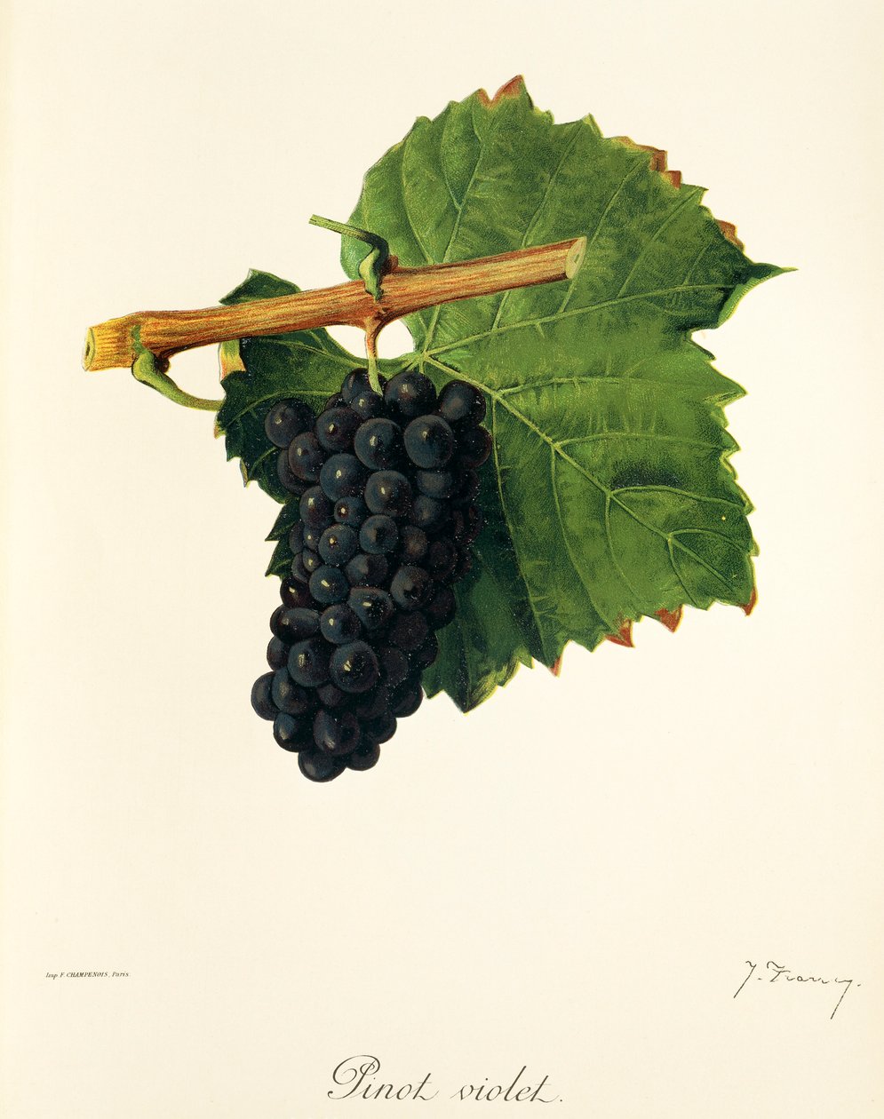 Pinot Violet drue af J. Troncy af Jules Troncy