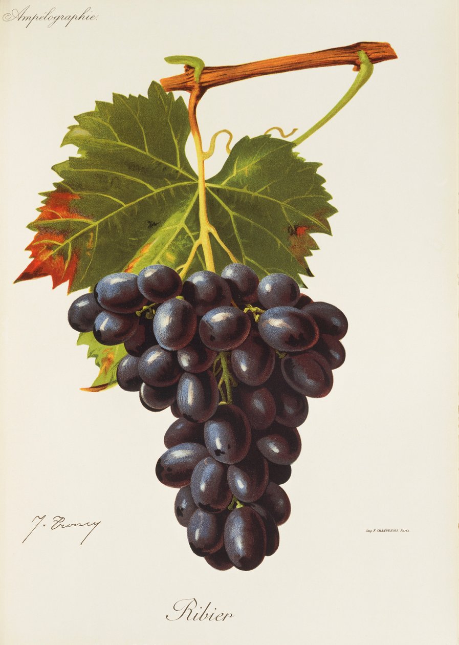 Ribier drue af J. Troncy af Jules Troncy