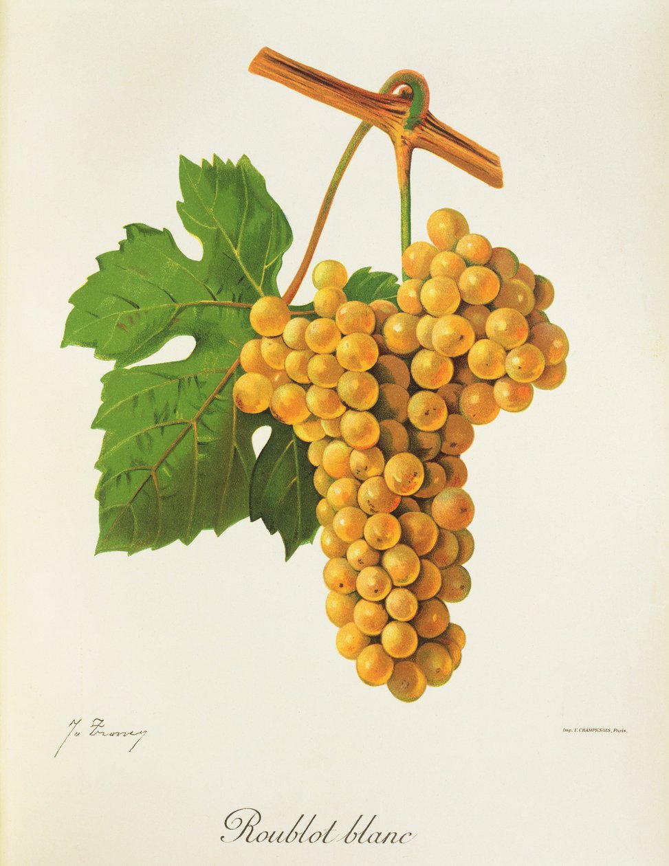 Roublot Blanc drue af J. Troncy af Jules Troncy