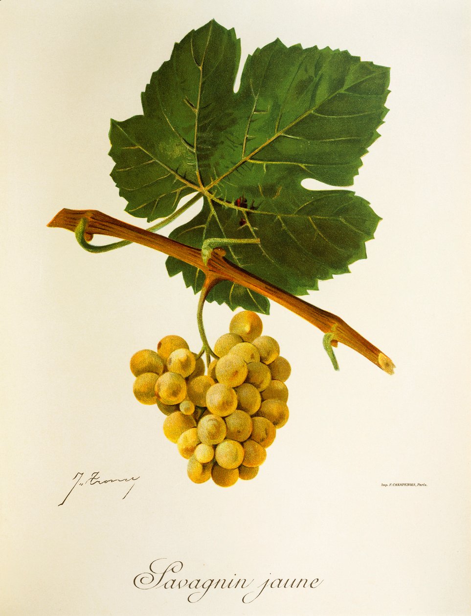 Savagnin Jaune drue af J. Troncy af Jules Troncy