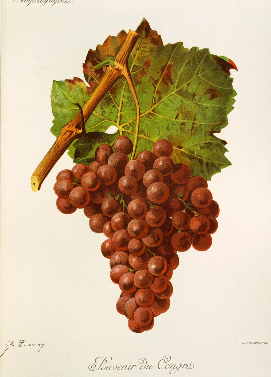 Souvenir of Congress drue af J. Troncy af Jules Troncy
