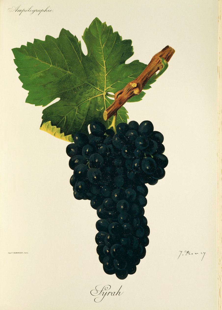Syrah drue af J. Troncy af Jules Troncy
