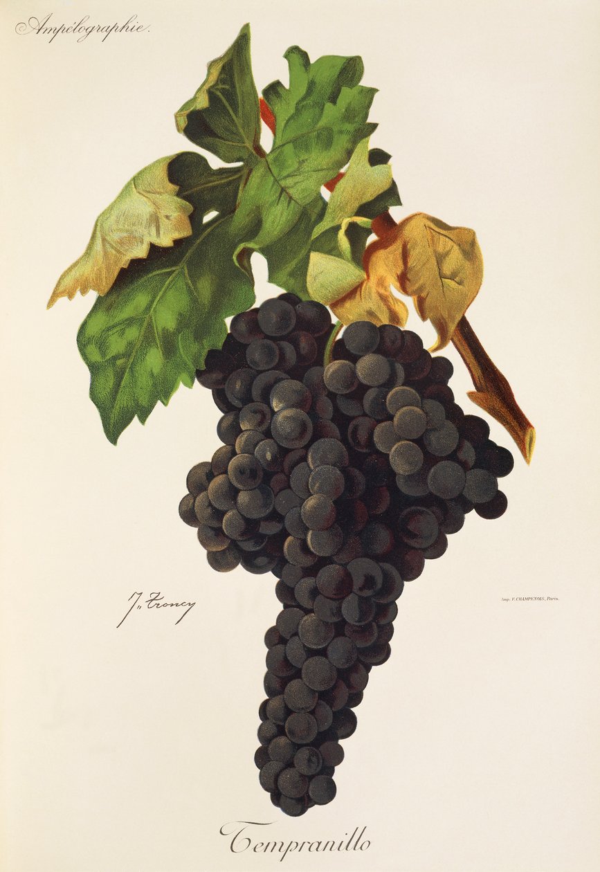Tempranillo drue af J. Troncy af Jules Troncy
