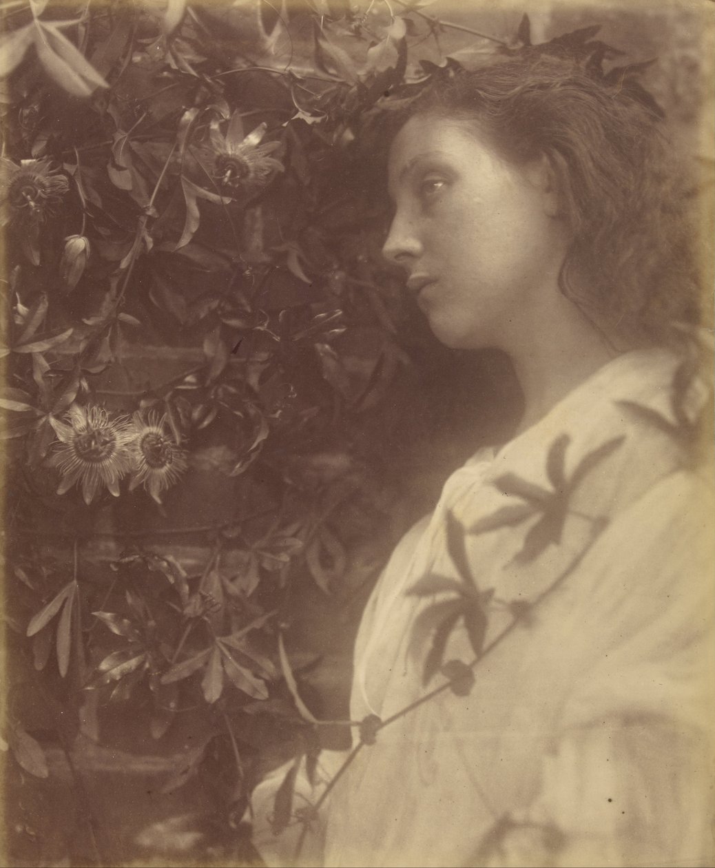 Maud Der er faldet en pragtfuld tåre fra passionsblomsten ved porten af Julia Margaret Cameron