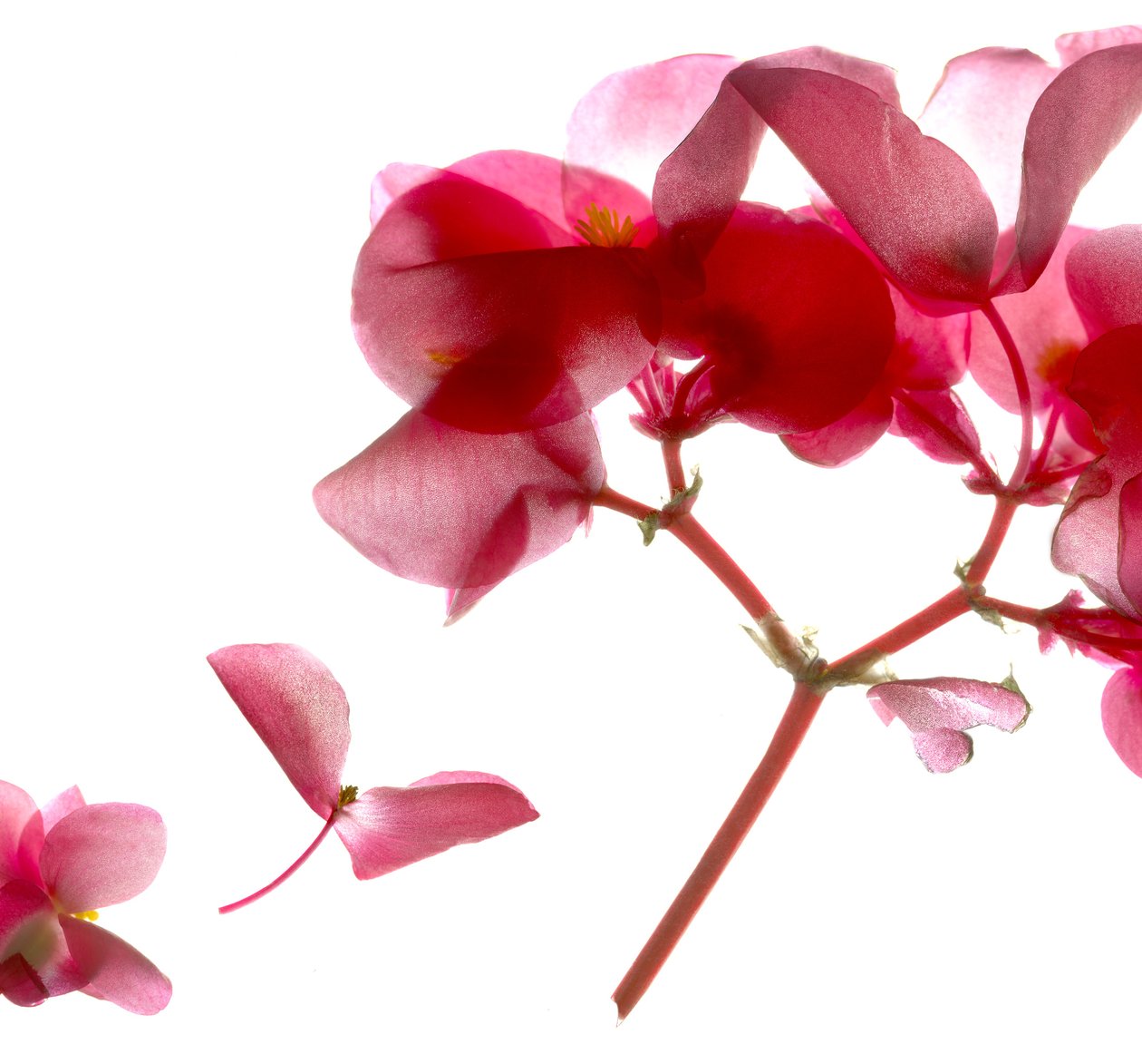Begonia Pink VII (digitalt fotogram, digitalt originaltryk) af Julia McLemore