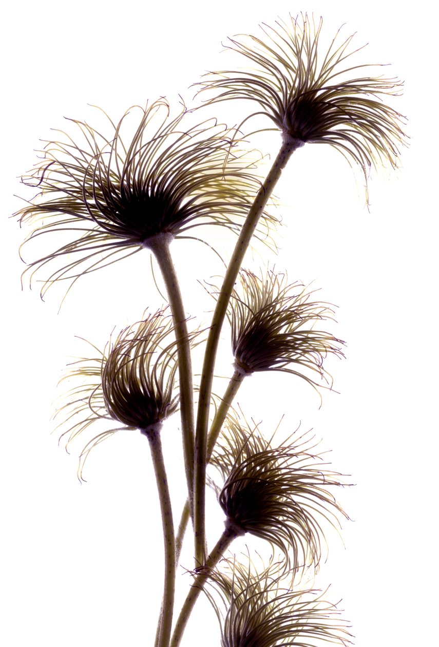 Clematis Buds, 2010, (digitalt fotogram, digitalt originaltryk) af Julia McLemore