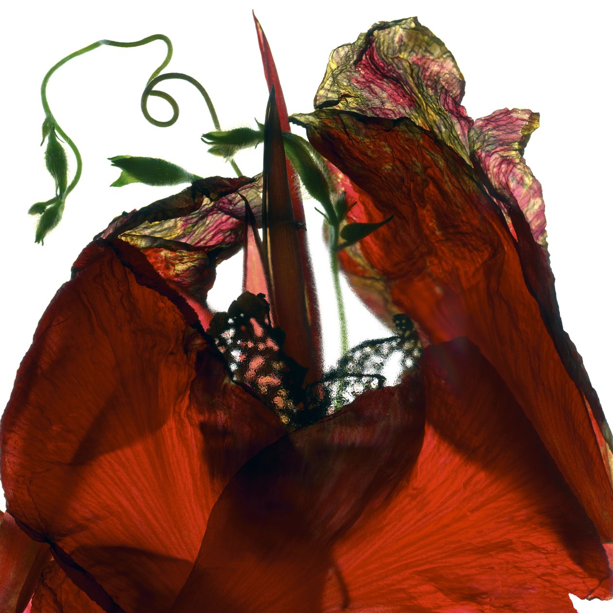 Morning Glory Canna Red (digitalt fotogram, digitalt originaltryk) af Julia McLemore